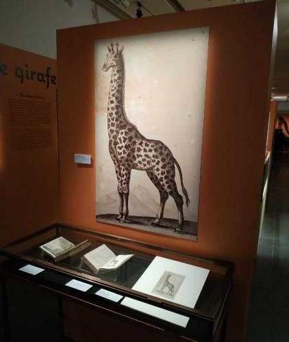 Girafe